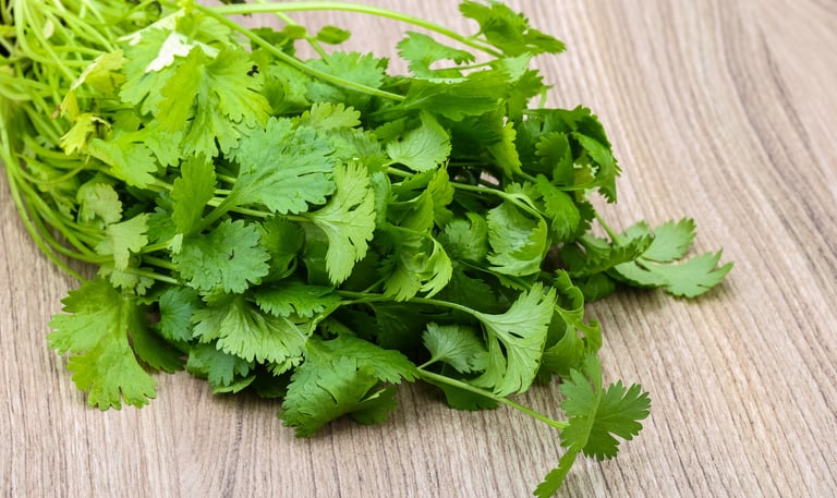 Coriander Herb oil  /  Coriandrum sativum L.  Family : Apiaceae  Part Used : Herbs  CAS Number :  80