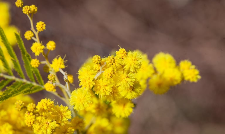 Cassie Concrete : Acacia farnesiana L.   Family  Fabaceae  Part Used : Flowers  CAS Number : 8023-82