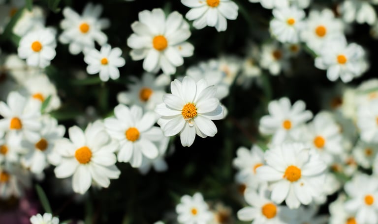 Chamomile Concrete :  Matricariac hamomila L.   Family  Asteraceae  Part Used : Flower  CAS Number :
