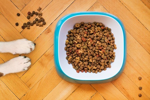 How to Choose the Best Dog Food