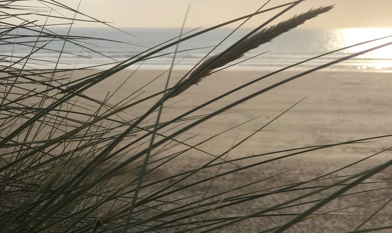 Dunes and sand grasses, north Devon
