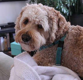 Potrait of a cockapoo on the top of a couch