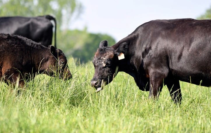 cattle feeding on grass
