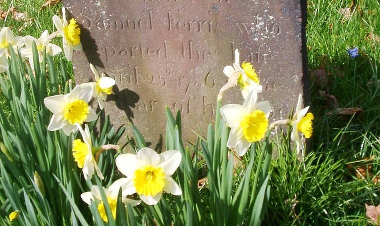 Gravestone with daffodils