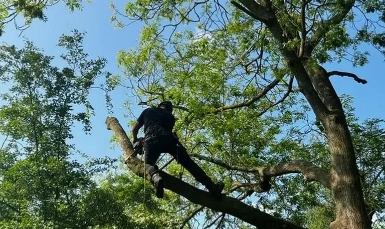 burnham tree services essex