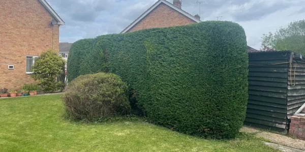 hedge cutting essex
