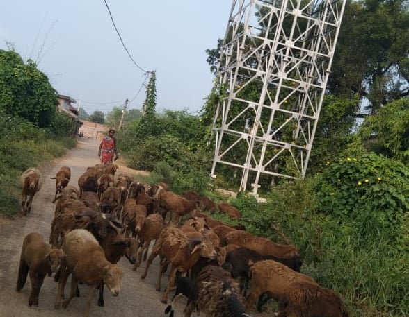 woman with sheep