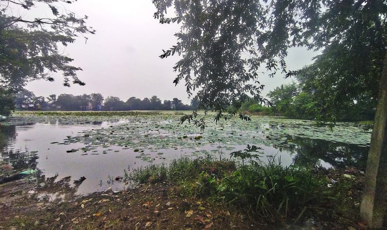 pond