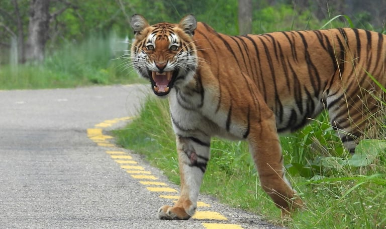 tiger in Bardia road