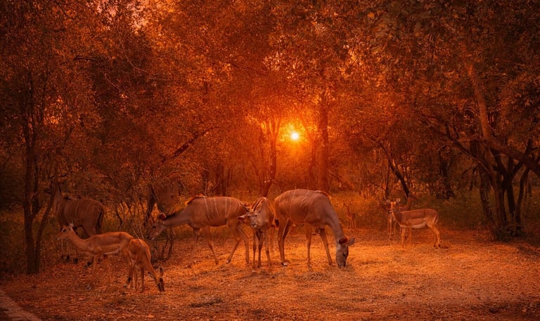 A herd of kudu and impala grazing in a forest clearing during a vibrant golden hour sunset.