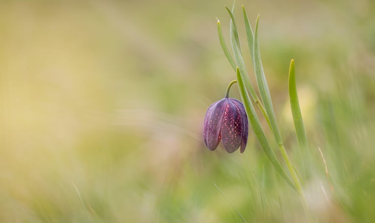 andrea pedretti macro