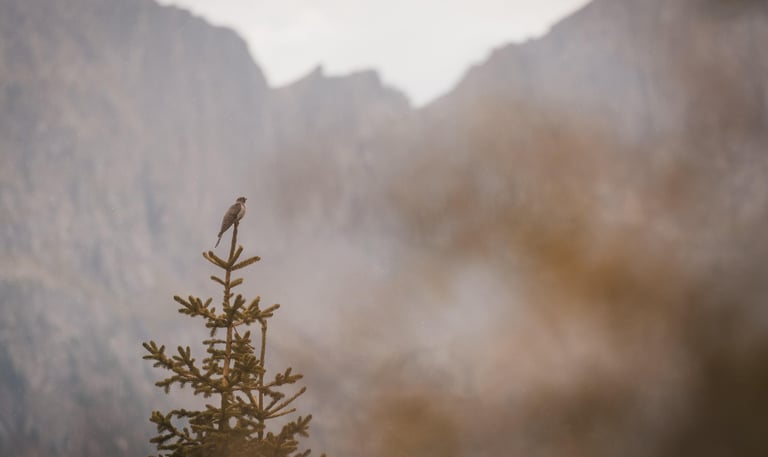 andrea  pedretti wilfdlife