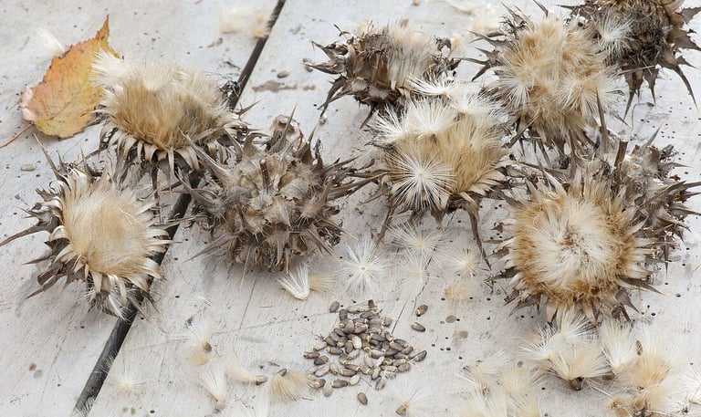 milk thistle seeds