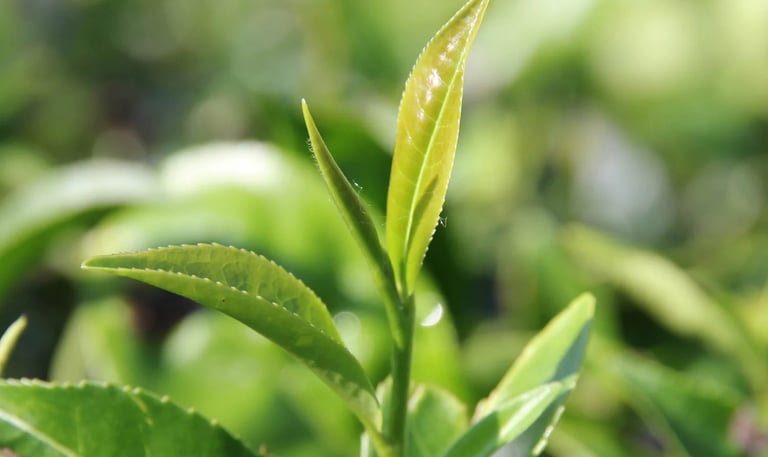 camellia sinensis