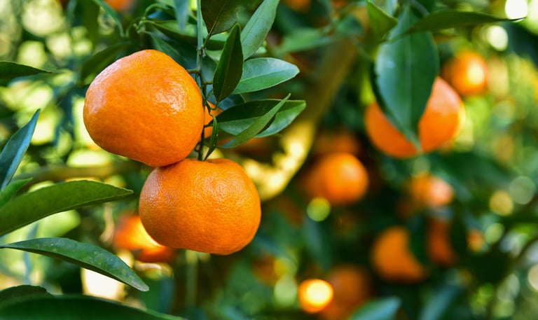 citrus