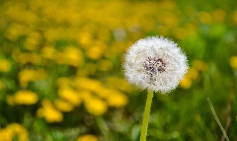 dandelion