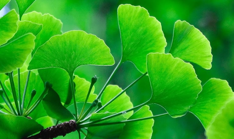 ginkgo biloba leaves