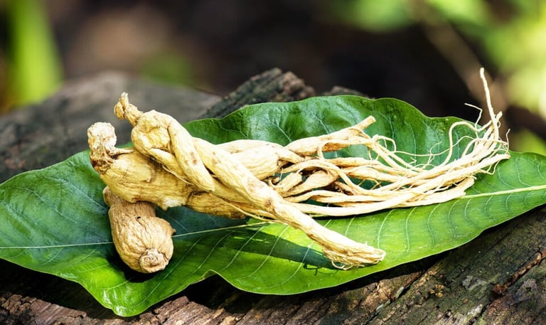 ginsenf roots