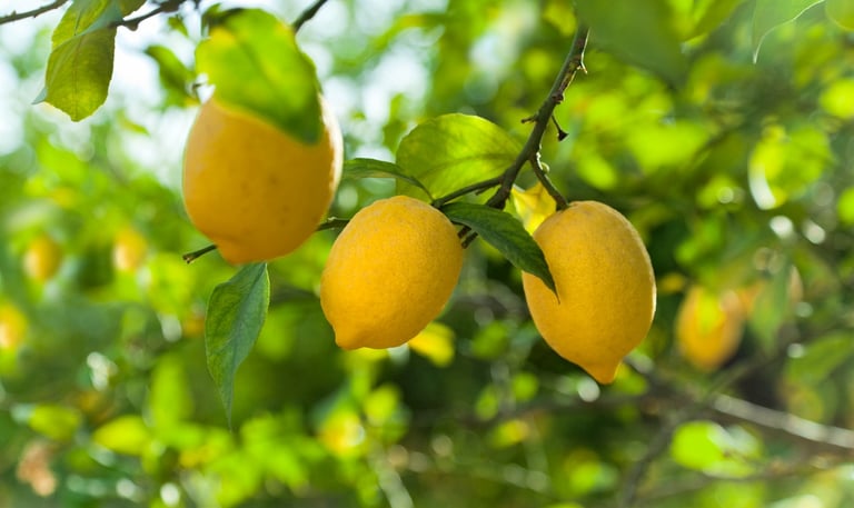 lemons on tree