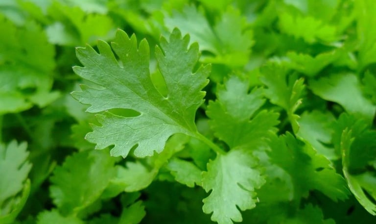 parsley