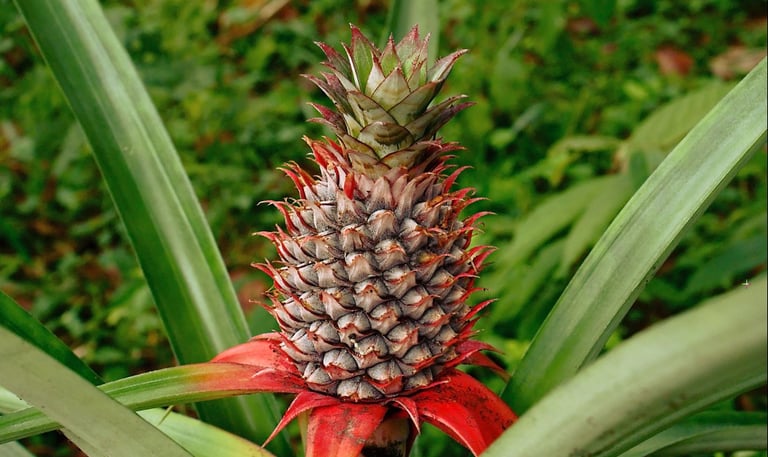 pineapple