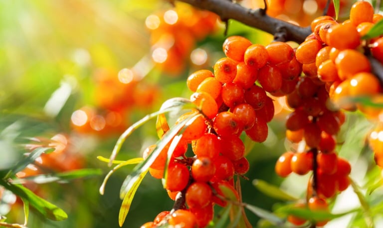 sea buckthorn