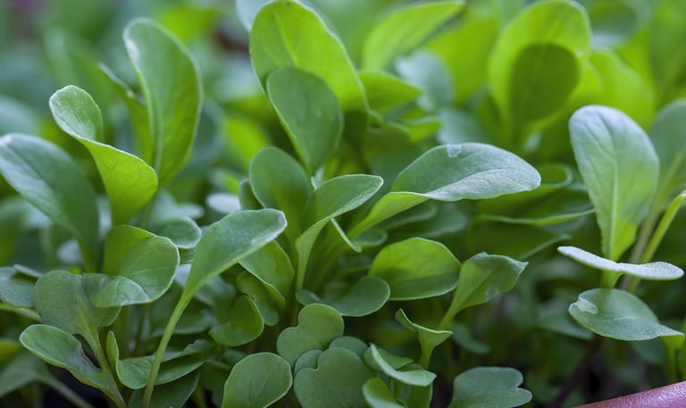 watercress