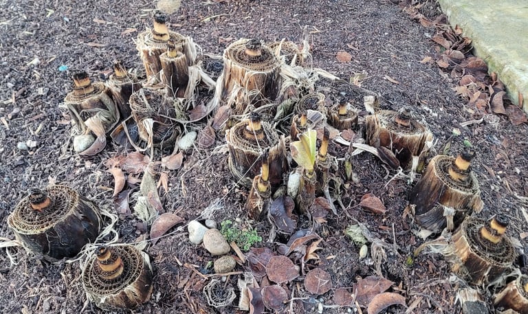 Banana palms ready for winter