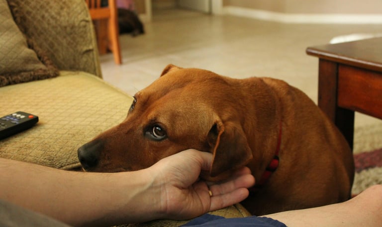 Qu'est-ce que ce chien veut vous dire ?