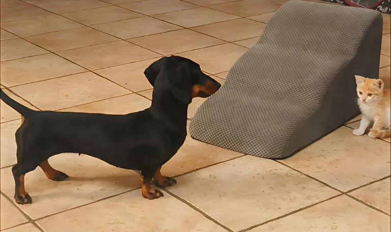 bellissima bassotta gioca con gattino Mesola Ferrara emilia romagna