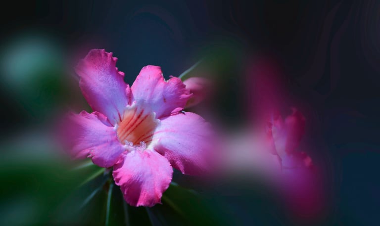 A picture of a beautiful red flower.