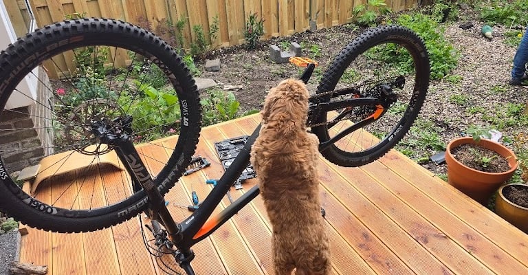 Fietsreparatie wordt uitgevoerd in Amsterdam. Fietsband en lief hondje helpt mee