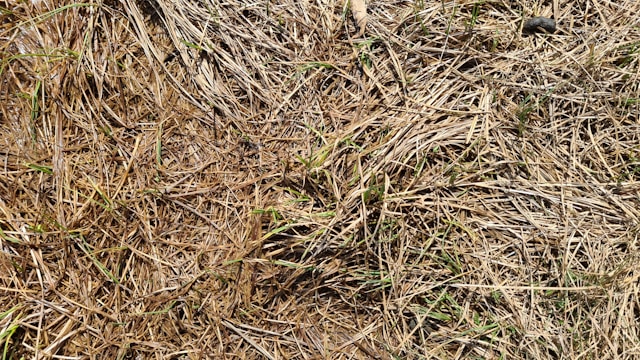 a more unusual type of mulch used in a garden