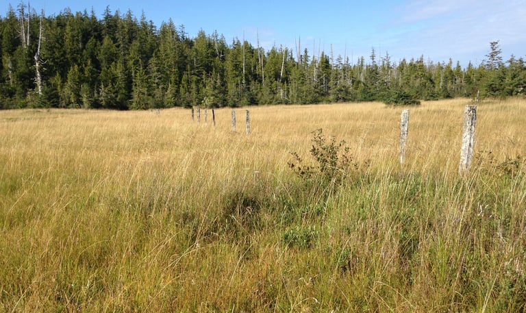 A field of tall grass showing a line of old, weathered fence posts.