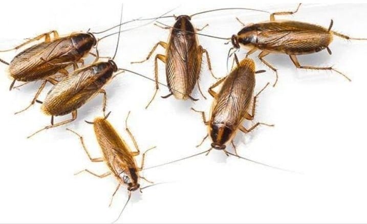 "Baratas estão aparecendo à noite? Veja como eliminar de vez"