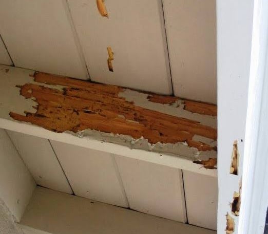 "Como saber se você tem cupins em casa? 5 sinais silenciosos"