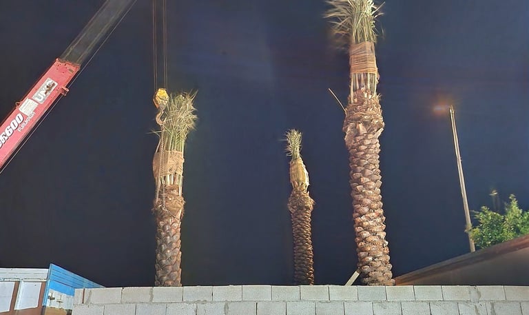 نخيل عربي مزروع باحتراف