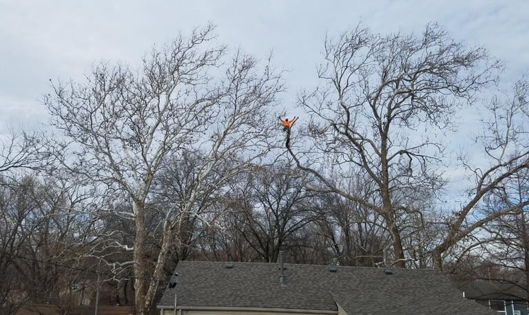 Trimming out deadwood and raising canopy over roof in Merriam Kansas 