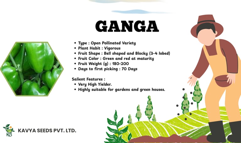 Ganga variety bell pepper seeds infographic showing green capsicum features and high yield plant habit.