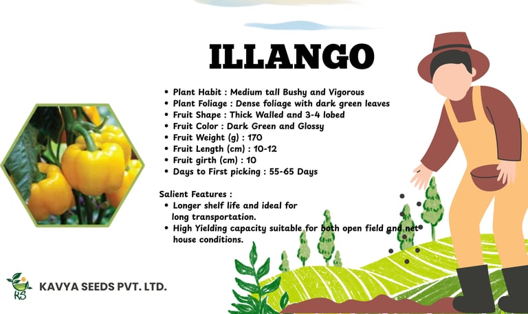 Illango hybrid yellow bell pepper seeds feature list with high-yield capsicum plant characteristics.
