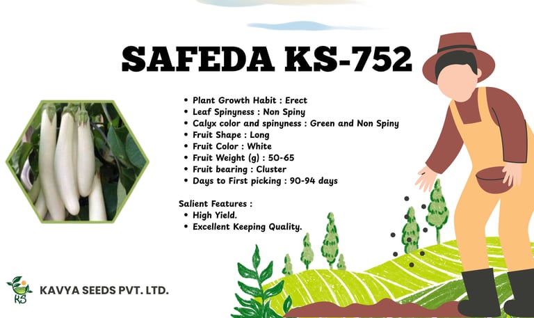 Safeda KS-752 white long eggplant seeds product sheet showing white brinjal variety and features.