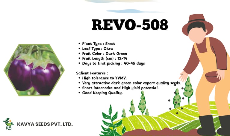 Product specifications for REVO-508 eggplant seeds by Kavya Seeds featuring dark purple brinjal fruit.