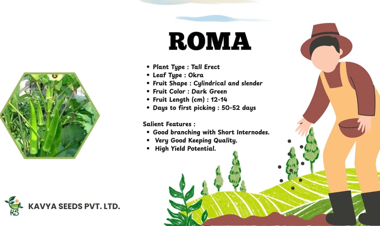 ROMA dark green hybrid okra seeds features with cylindrical slender fruits and high yield potential.