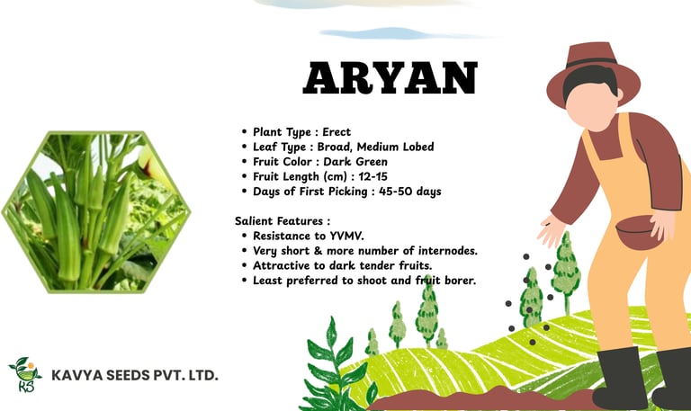 Aryan okra seed specifications from Kavya Seeds showing dark green fruit and YVMV resistance features.