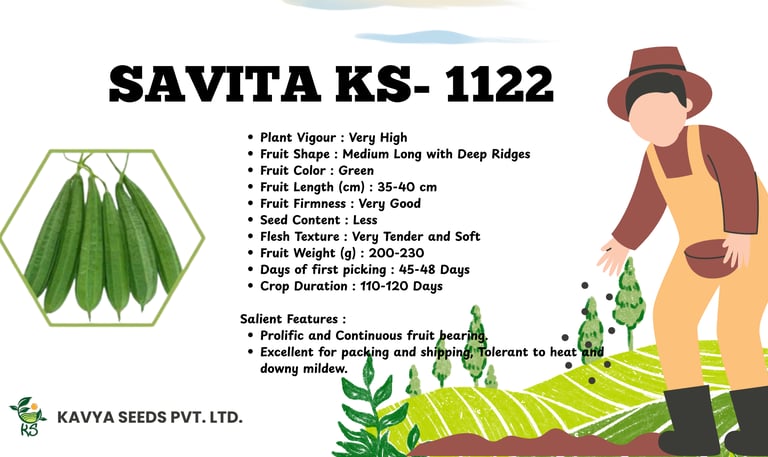 Savita KS-1122 ridge gourd seeds by Kavya Seeds, showing long green vegetables and plant features.