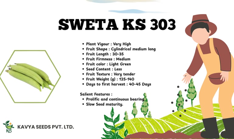 Sweta KS 303 light green ridge gourd seeds specifications by Kavya Seeds Pvt Ltd.