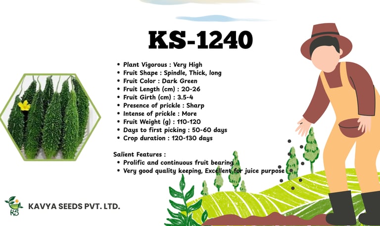 Raghuraj hybrid pumpkin seeds specifications with flat round blackish green fruit variety.