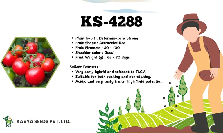 Kavya Seeds KS-4288 hybrid tomato seeds product feature graphic with red vine tomatoes and farmer illustration.