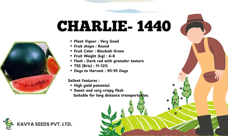 Charlie-1440 watermelon seeds by Kavya Seeds featuring dark green round fruit and red flesh.