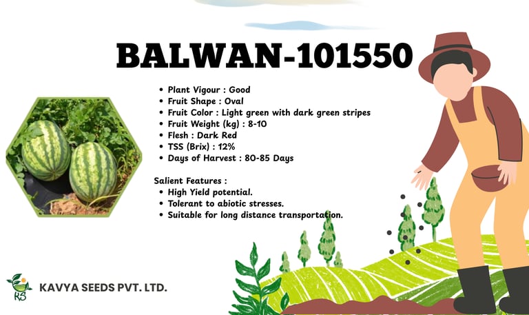 Kavya Seeds KS-1530 oblong watermelon variety with green stripes and high yield features.